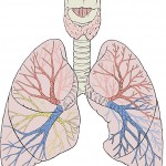 Zeichnung Lunge mit Blutgefässen