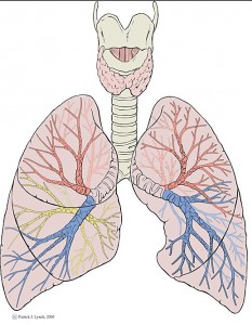 Zeichnung Lunge mit Blutgefässen