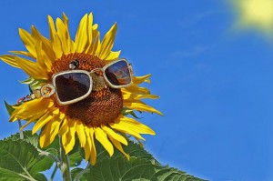 Sonnenblume mit Sonnenbrille