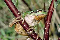 Laubfrosch_Foto_von_Frank_Henkel