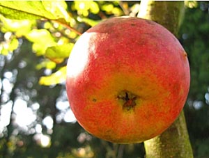 Reifer Apfel am Baum (Foto Erika Hartmann / pixelio.de)