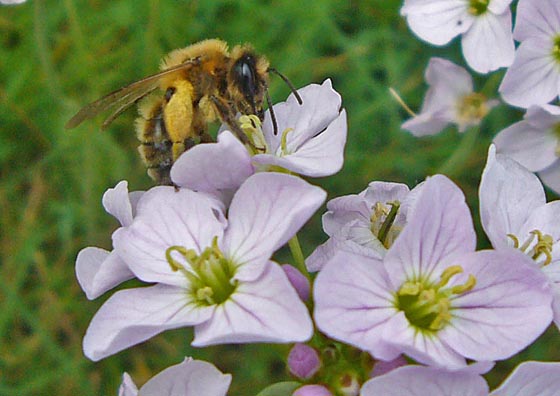 Honigbiene auf einer Frühjahrsblüte. Foto Hartwig Bambey