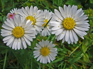 dbay0417_0060-Gänseblümchen-Ensemble