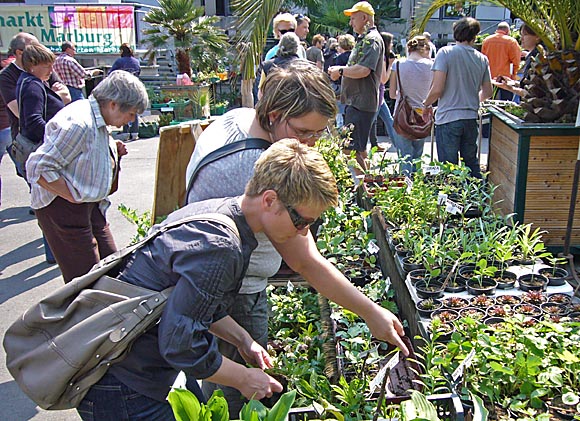 Y0430_0057-Pflanzenflohmarkt