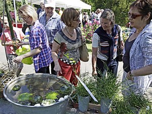 Pflanzenmarkt Botanmischer Garten 27. Mai 2012