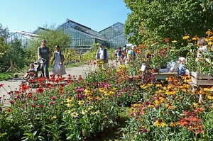 dbaz0908_0029-Pflanzenmarkt