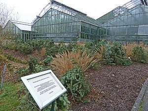 Diese Gewächshauser des Botanischen Gartens auf den Lahnbergen , der vorgelagerte Freilandbereich mit der Teichanlage und weitere Geäudeanlagen sind unter Denkmalschutz gestellt worden. Eine Gewähr und Sicherheit für zukünftigen Betrieb und Nutzung bedeutet das nach Lage der Dinge derzeit allerdings nicht. Foto Hartwig Bambey