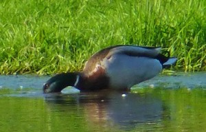 dbau0522_0380-Ente-Kopf-unter-Wasser