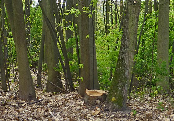 Bäume und ein Baumstumpf – was kann dieses Foto mitteilen? Zunächst einmal mag die Frage aufkommen, warum hier ein Baum aus dieser eng zusammen stehenden Gruppe gefällt worden ist? Eine Krankheit des Baumes wird es eher nicht gewesen sein. Jedenfalls lässt der Baumstumpf davon nichts erkennen. Wenn  diese Baumgruppe zu eng gestanden und sich gegenseitig im Wuchs behindert hat, hat, wird das problem mit der Fällung eines Baumes kaum beseitigt worden sein. Foto Hartwig Bambey