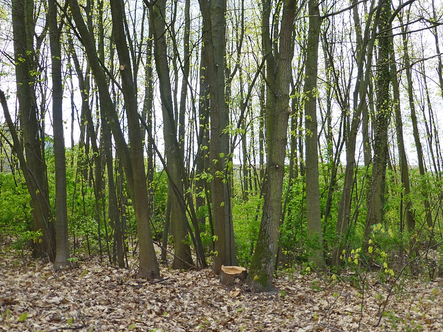 Baumbestand innerhalb des zur Wohnbebauung vorgesehenen Teils des heutigen Vitos-Geländes. Foto Hartwig Bambey