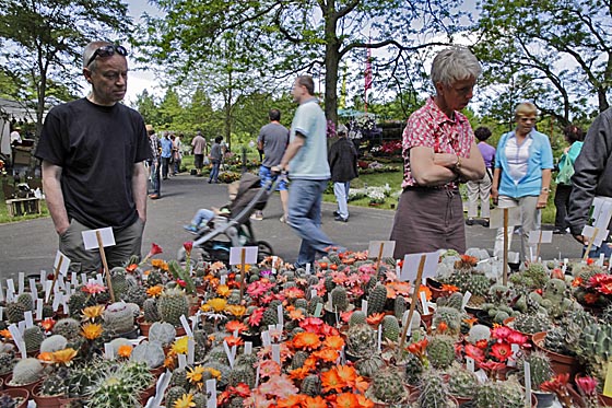 dbau0525_0007_Pflanzenmarkt