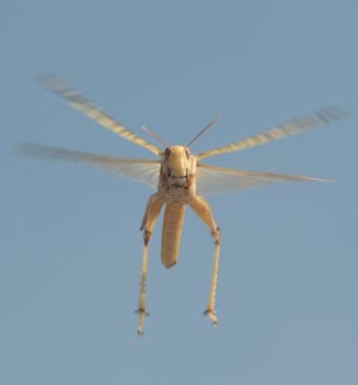 Die Sonne weist den Weg: Heuschrecke im Flug. Foto Dr. Kram Pfeiffer, Philipps-Universität