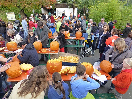 Orange dbau1026_0091