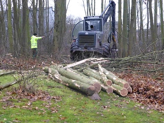 Mit einem Harvester ihat eine Fachfirma auf dem Vitosgelände am Donnerstagmorgen begonnen den etwa 40 Jahre alten Baumbestand zu fällen. Sternbild-Fotos Hartwig Bambey