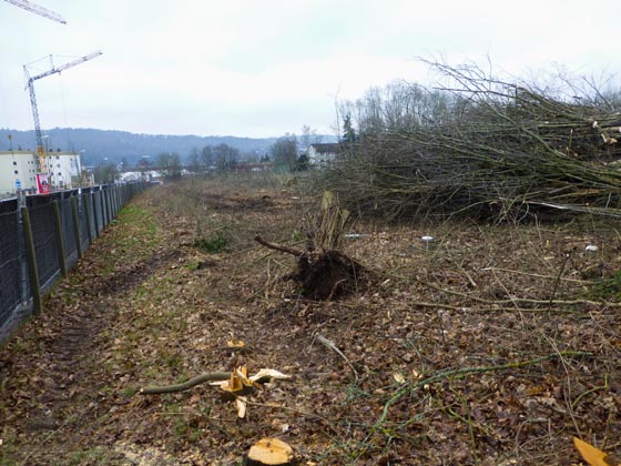 Anfang Februar wurde der größte Teil des Baumbewuches auf dem Vitos-Gelände abgeholzt, um dort Wohnungsbau beginnen zu können. Sternbald-Foto Hartwig Bambey