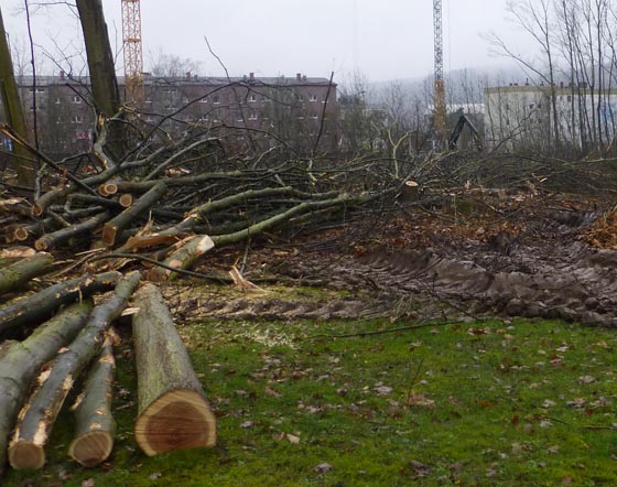 Rodung eines Waldstücks auf dem Vitos-Gelände im Feburar 2016. Sternbald-Foto Hartwig Bambey