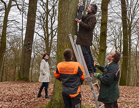 Bürgermeister Kahle hängte den letzten der 35 Fledermauskästen in vier Metern Höhe auf. Mit dabei die Fachdienstleiterin Stadtgrün, Klima- und Naturschutz, Marion Kühn, Florian Zilm vom Forstamt Kirchhain (r.) und der Forstwirt-Auszubildende Dominik Führer. Foto Tina Eppler