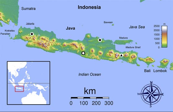 Eine Insel der Artenvielfalt: Das schwarze Dreieck im weißen Kreis markiert den Fundort der neuen Gecko-Art im Osten Javas. Karte: Sadalmelik (Commons, CC-BY-SA-3.0) und Sven Mecke, Philipps-Universität Marburg