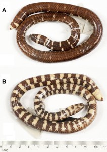 Trotz Pseudonyms erkannt: Ein internationales Biologenteam unter Marburger Leitung identifizierte die Walzenschlange Cylindrophis subocularis als neue Art. Fotos Sven Mecke, Philipps-Universität Marburg 