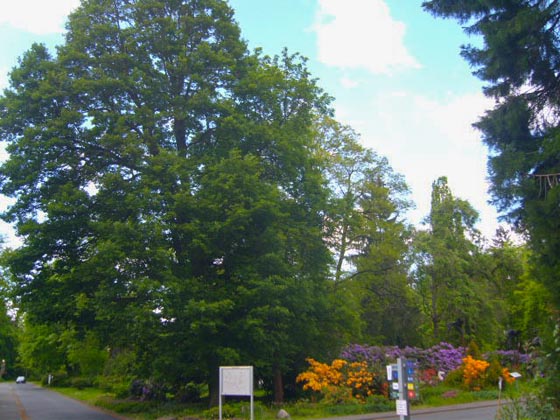 Das baumbestande Gelände des Vitos-Parks ist als Kulturdenkmal eingestuft und geschützt. Foto Johannes Linn