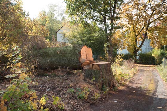 Diese Eiche wurde gefällt, kerngesund. Sie stand einem Bauvorhaben im Weg und wurde eiskalt umgelegt. Foto Jürgen Balser.