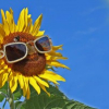 Solarprojekt gesucht