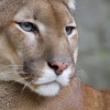 Ob sich PUMa durchsetzen wird ?