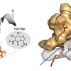 Chemiker der Marburger Uni beschreiben Aminosäure-Imitat