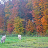 Herbsttage mit gefärbtem Laub