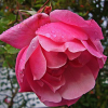 Rote Rose als Remininszenz