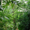 Botanischer Garten Lahnberge Winter-Öffnungszeiten Gewächshäuser