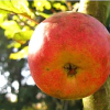 Von Äpfeln, Birnen und anderem Obst in der Region