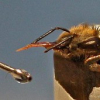 Wie Bienen lernen, welchen Düften es zu folgen lohnt