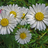 Osterblumen aus dem Frühlingsgarten
