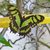 Besuch im Schmetterlingshaus im Botanischen Garten