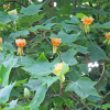 Blühender Tulpenbaum in Marburg