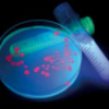Synmikro lädt zum Symposium:  ‚Microbial Formation of Biofuels and Platform Chemicals‘