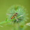BUND-Tipp: Bauanleitung für Wildbienen-Nisthilfen