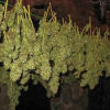 Kann CBD jedem helfen?