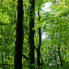 Nachhaltige Waldbewirtschaftung leistet einen größeren Beitrag zum Klimaschutz als Waldwildnis