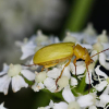 Verarmte Flora in Wiesen und Wäldern gefährdet Insekten – Wo wegen der Landnutzung die pflanzliche Vielfalt abnimmt, leben weniger Insekten und die Biodiversität nimmt ab