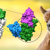 Hochwirksame und stabile Nanobodies stoppen SARS-CoV-2 – Klinische Test für Medikament in Vorbereitung