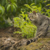 Wildkatzen kehren nach Marburg zurück