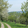 Flora und Fauna im Heiligen Grund: „Natur ergründen“ beginnt im Mai