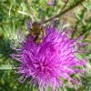 Führen Sie das ganze Jahr über ein Garten-Wildtier-Tagebuch