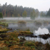 Klimaschutz statt Naturzerstörung – Burgwald und Dannenröder Forst