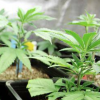 Kann Marburg-Biedenkopf zur Cannabis-Modellregion werden?