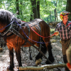 Junge Wald-Entdecker zu Besuch beim Holzrückepferd Idefix