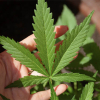 Warum ist es wichtig, die Kosten beim Kauf von CBD in großen Mengen in Europa zu vergleichen?