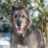 Vom Hessen Kassel Erbe bis zur treuen Pfote: Die Geschichte der Hunde in der Region